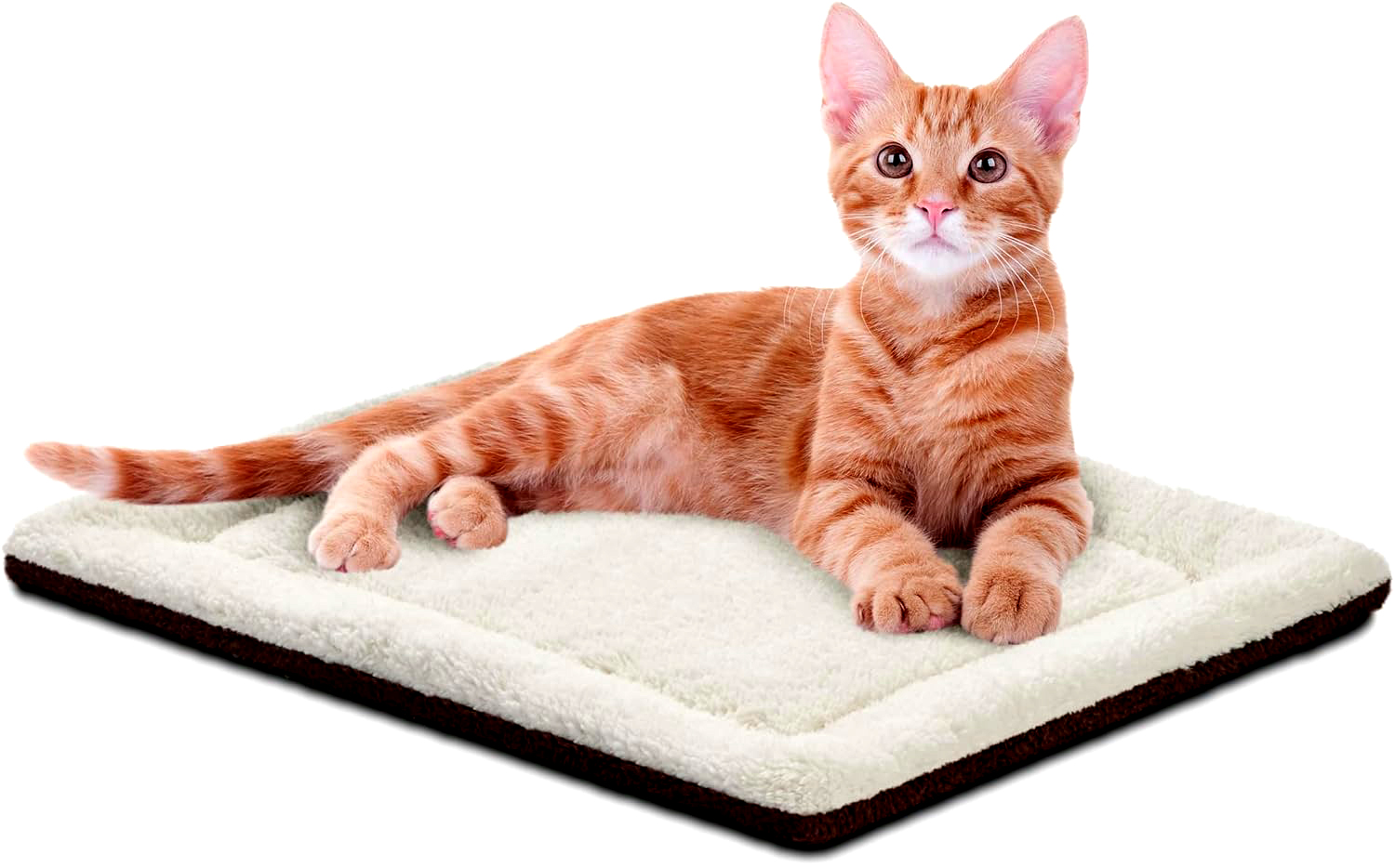 Pet Couch